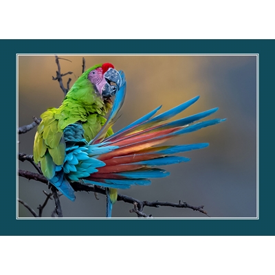 Macaw Morning Preening Holiday Cards