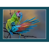 Macaw Morning Preening Holiday Cards - NWF10800V